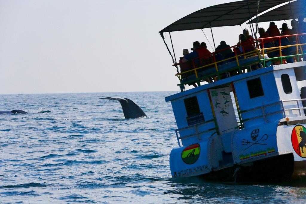 Whale Watching